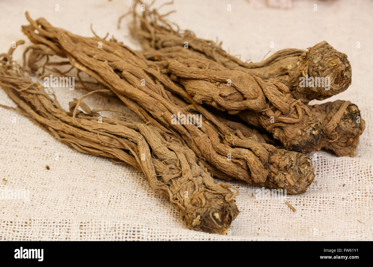 Chinese Medicine，  Nourishing herbs ,Chinses Angelica Stock Photo