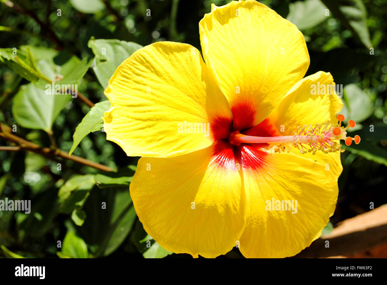 Chinese hibiscus hibiscus rosa sinensis flower flowers biological hi