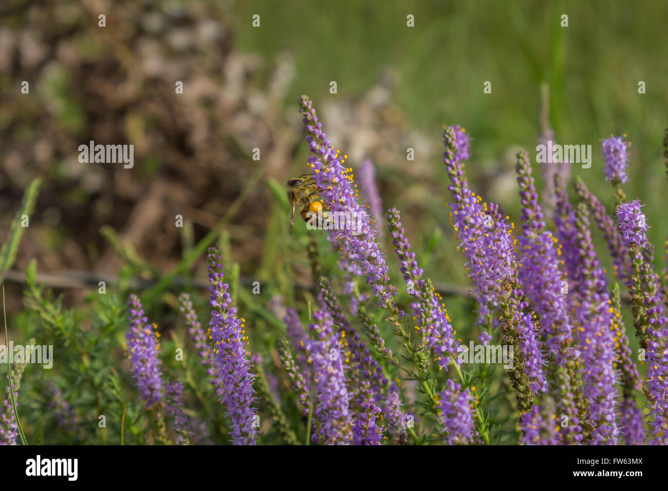 See you in purple hi-res stock photography and images - Alamy