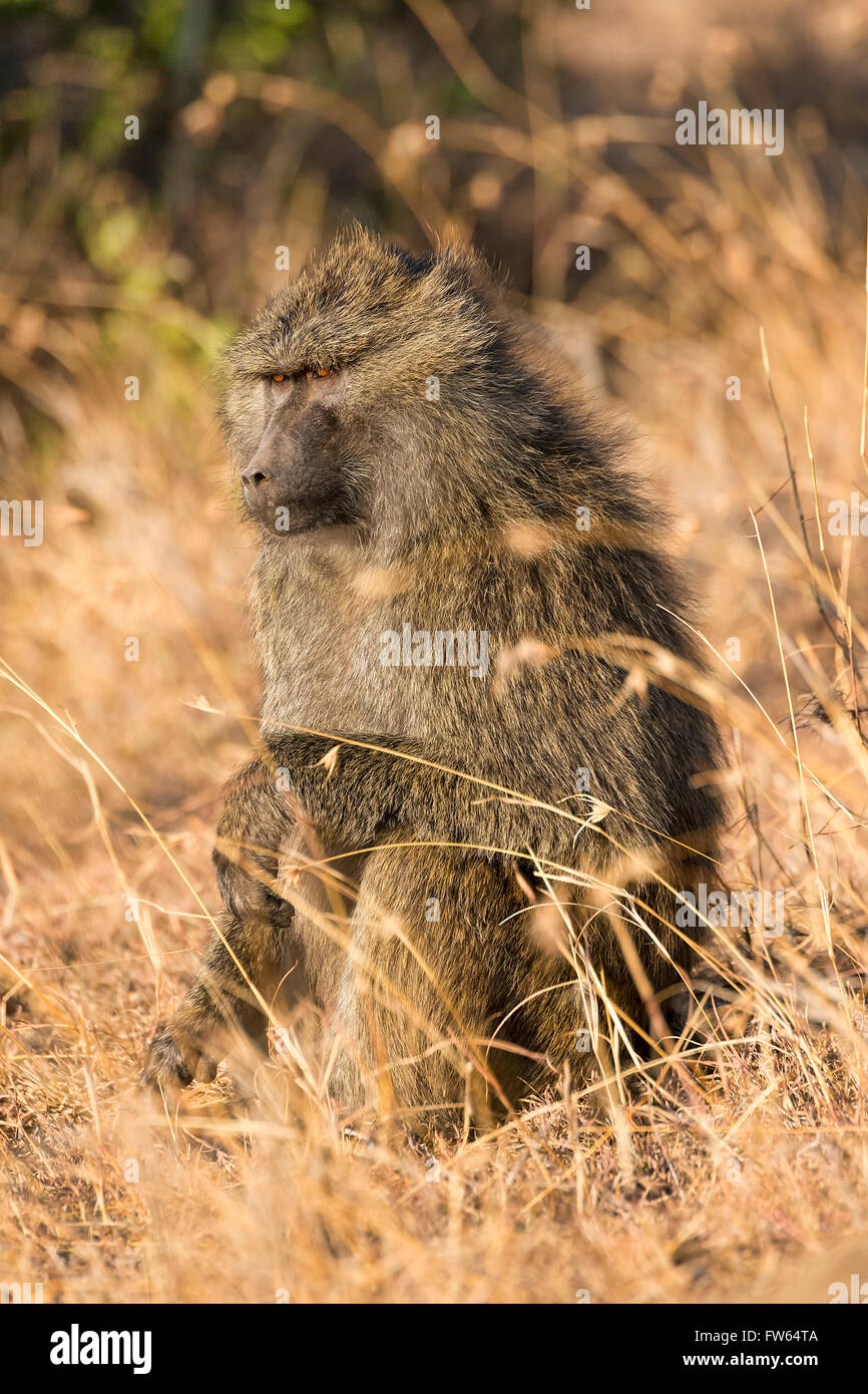 Olive Baboon (Papio anubis), Ol Pejeta Conservancy, Kenya Stock Photo