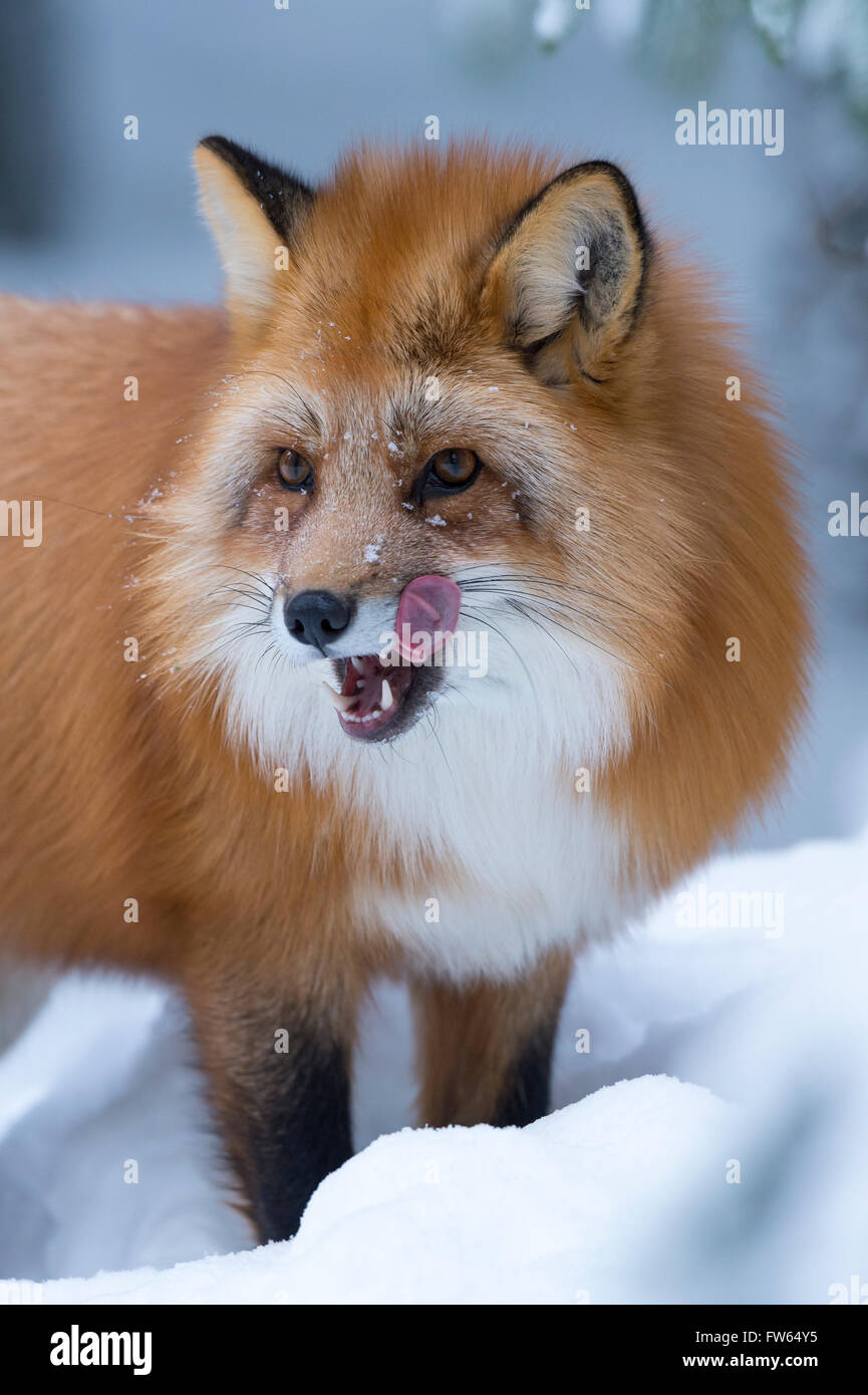 Fox (Vulpes) in the snow, licking its snout, captive, Trones, Norway Stock Photo