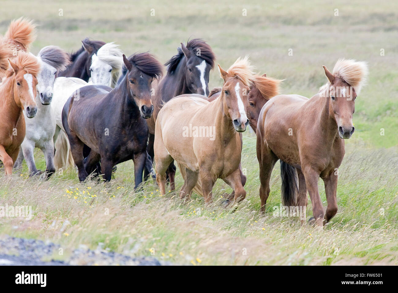 Iceland horse running in grass with flowing manes, Iceland Stock Photo