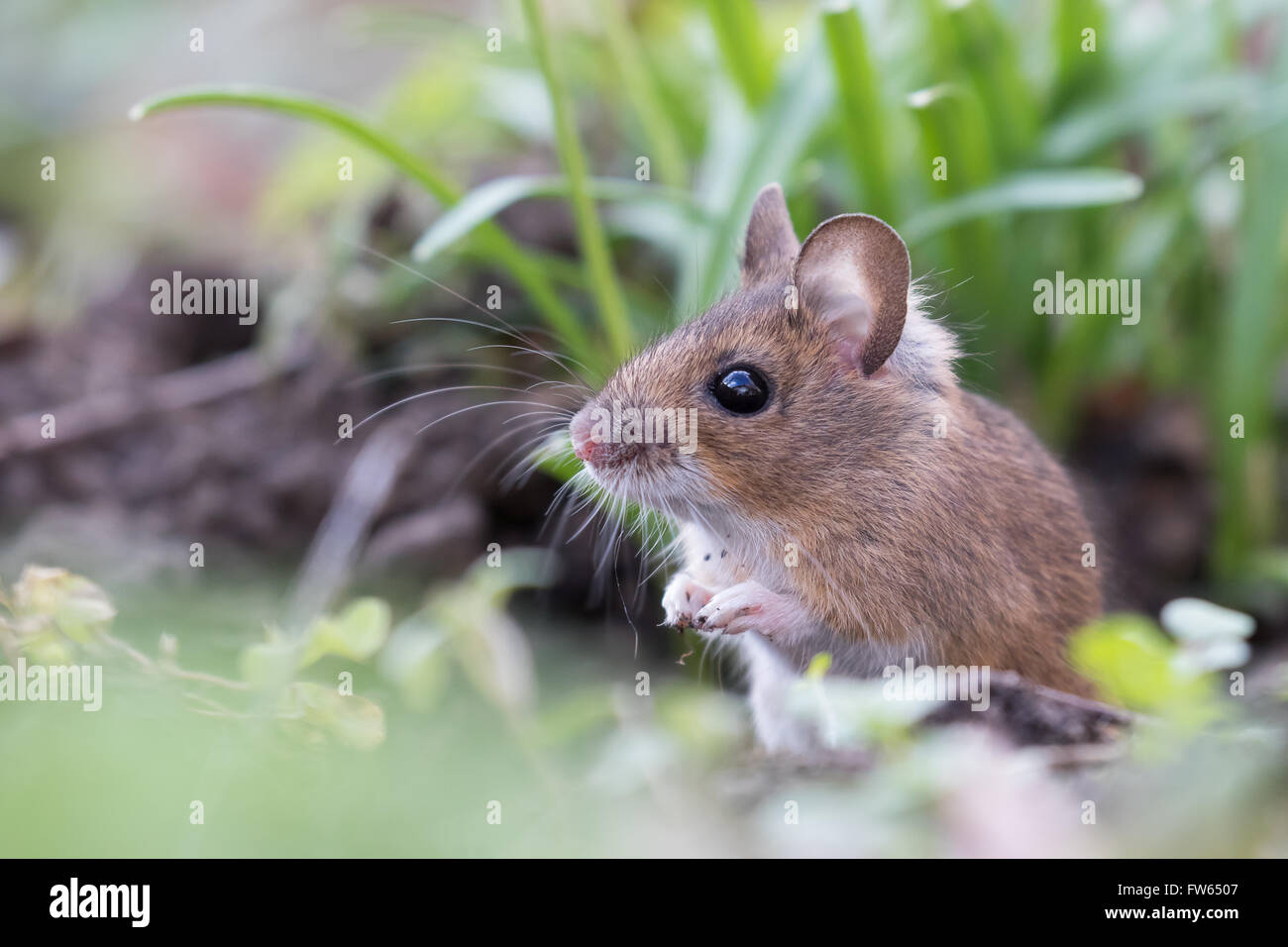 House mouse (Mus musculus), portrait, Hesse, Germany Stock Photo