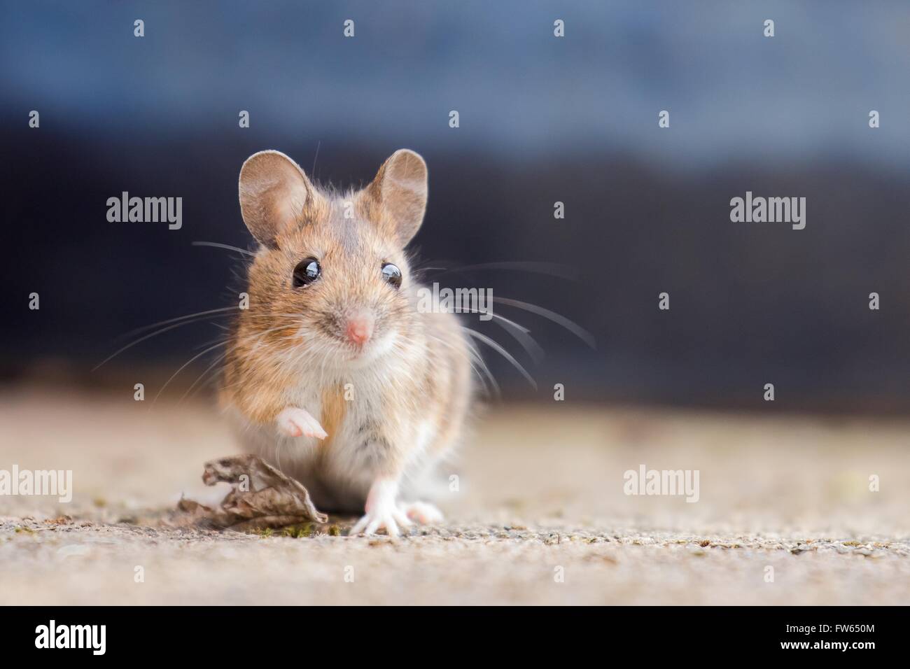 House mouse (Mus musculus), Portrait, Hesse, Germany Stock Photo