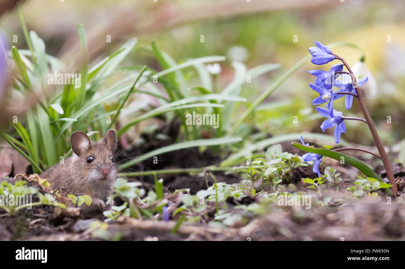 House mouse (Mus musculus), Hesse, Germany Stock Photo