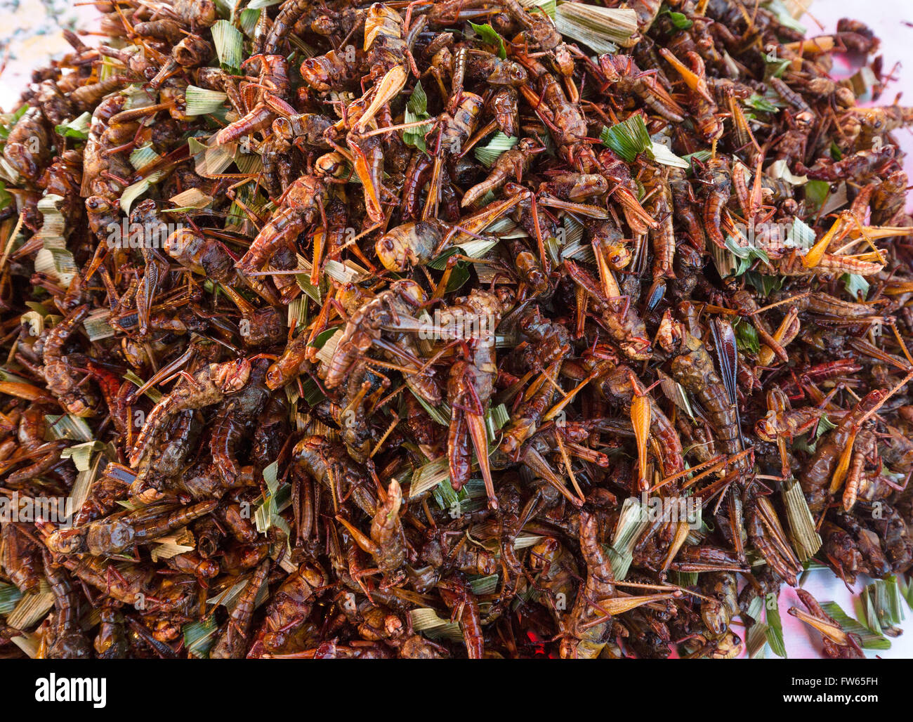 Fried grasshoppers on a market, food, Thai cuisine, specialty, Thailand Stock Photo
