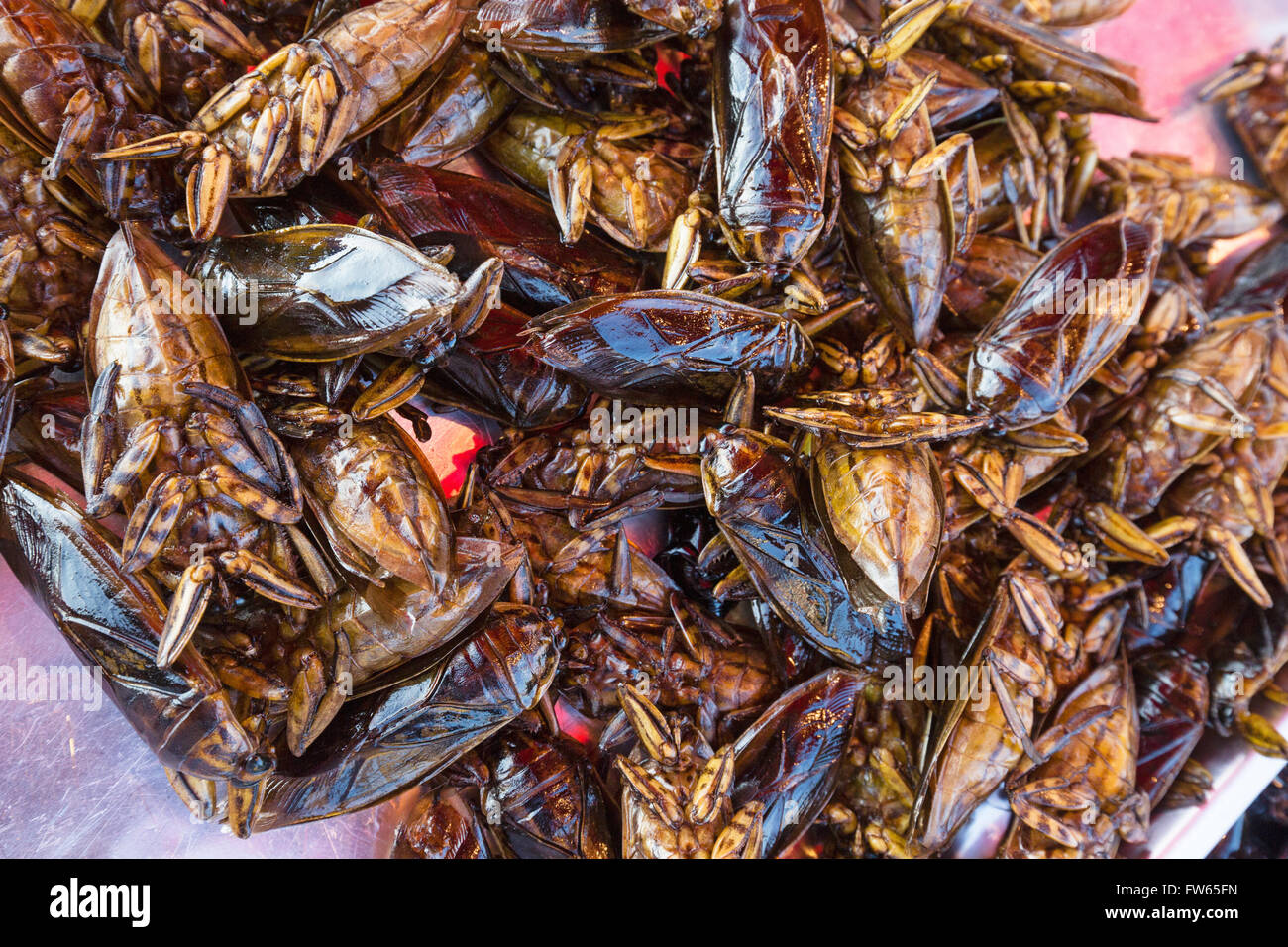 Mangda, fried water bugs (Lethocerus indicus) on a market, edible insects, Thai cuisine, specialty, Thailand Stock Photo