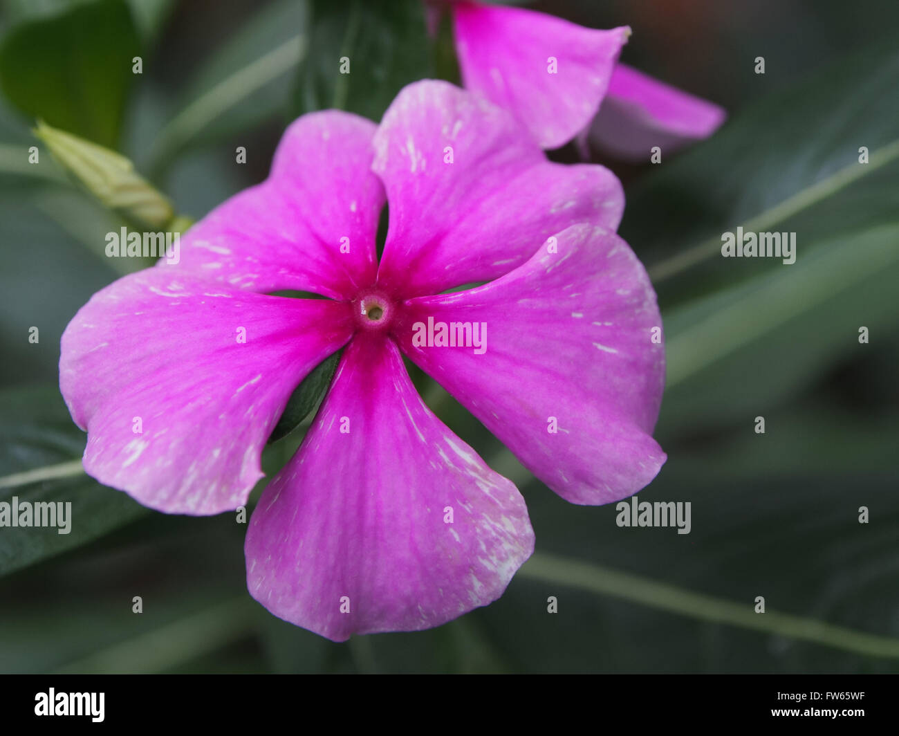 Rosy Periwinkle (Catharanthus roseus) also known as the Madagascar Periwinkle Stock Photo
