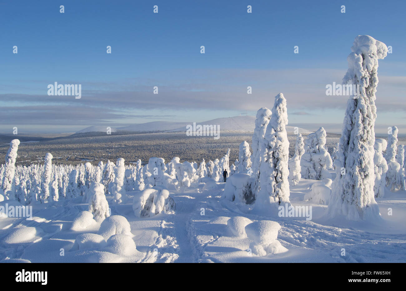 Hiker in the middle of big trees covered with snow in Finnish Lapland Stock Photo