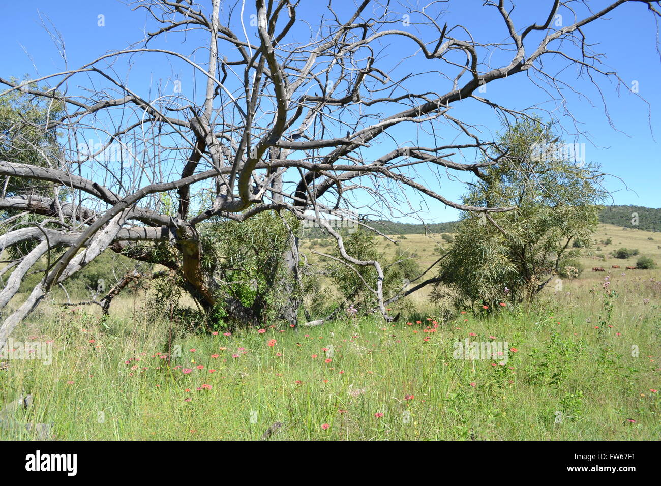 An old tree still stands strong Stock Photo