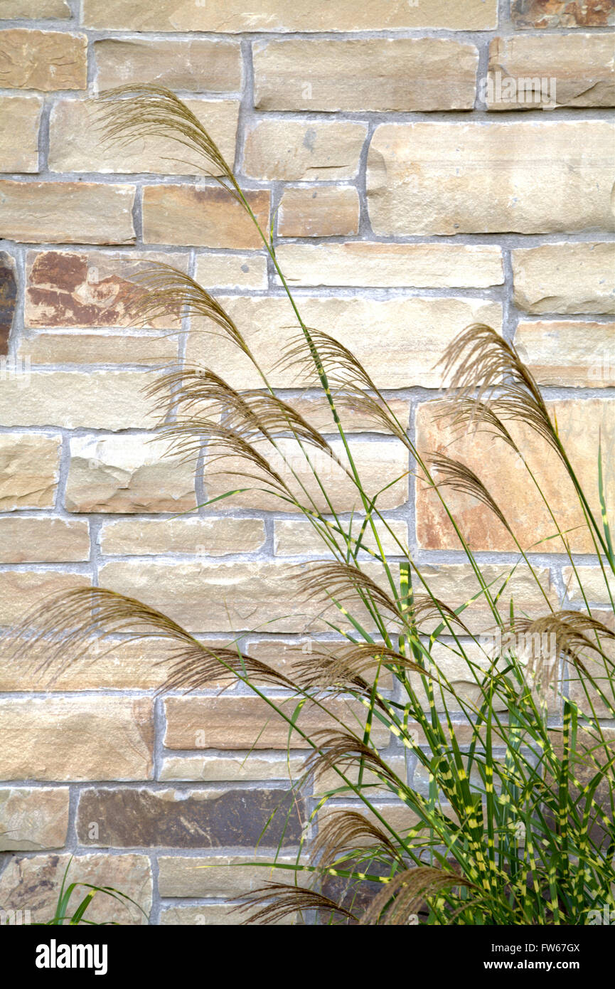 Zebra Grass next to a stone wall Stock Photo