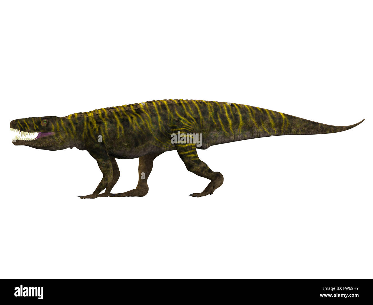 Batrachotomus was a carnivorous archosaur predator that lived in Germany during the Triassic Period. Stock Photo