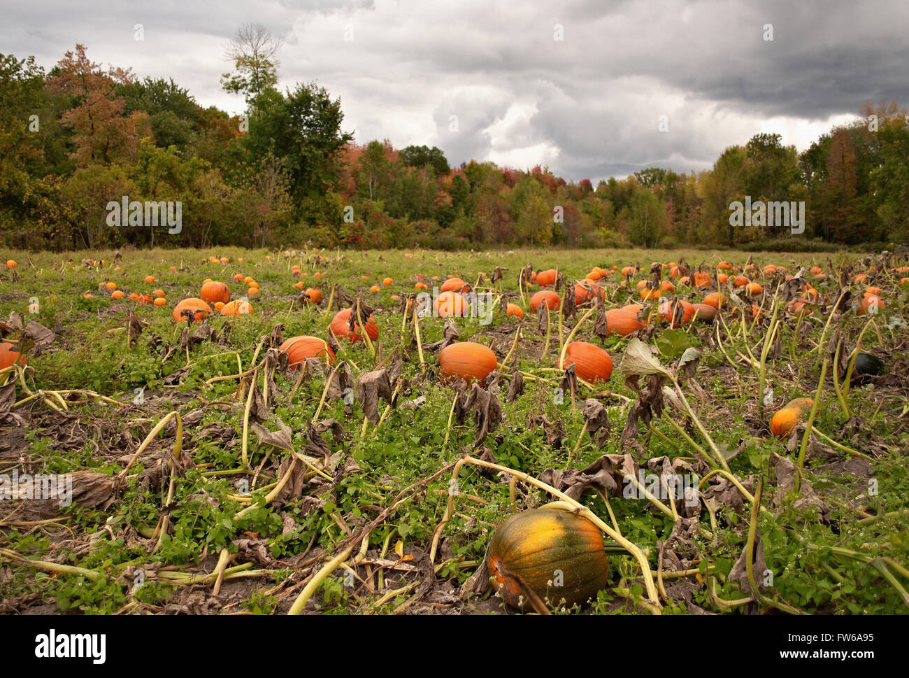 Pumpkin patch field Stock Photo Alamy