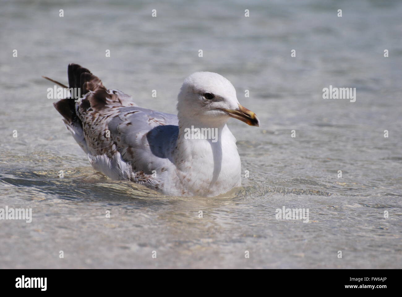 Juvenile herring gull St Ives,Cornwall Stock Photo Alamy