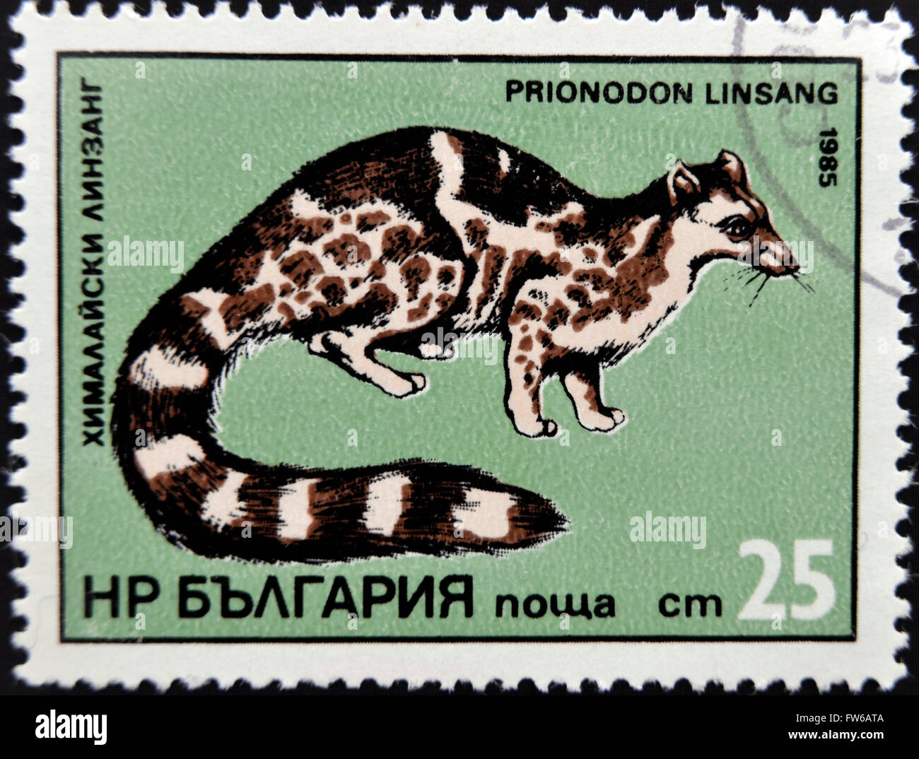 BULGARIA - CIRCA 1985: stamp printed in Bulgaria shows Prionodon linsang, circa 1985. Stock Photo