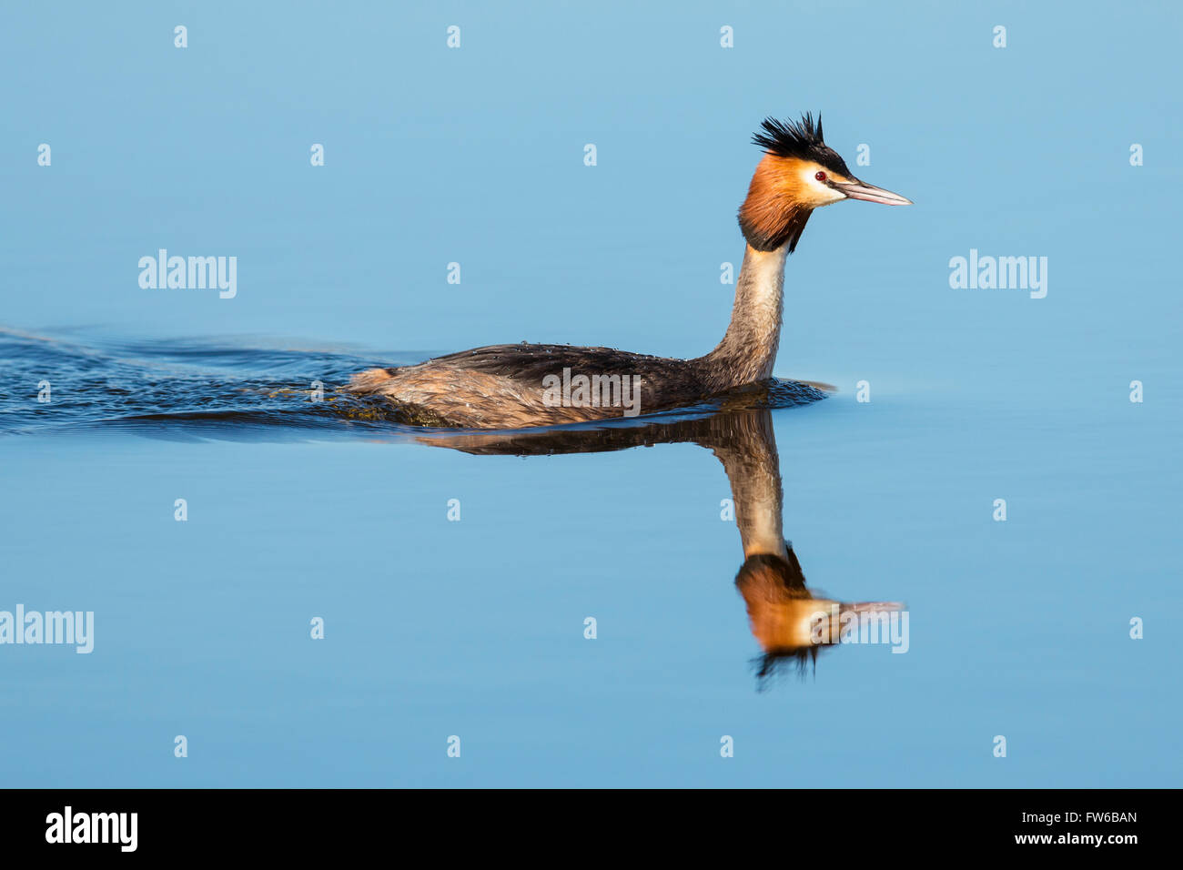 Great crested grebe swimming across perfectly calm water Stock Photo