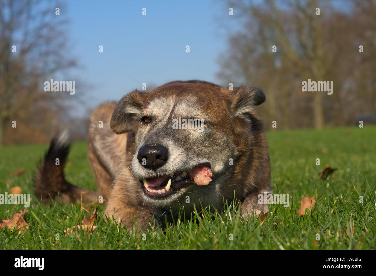 Dog eats a rabbit carcass Stock Photo Alamy