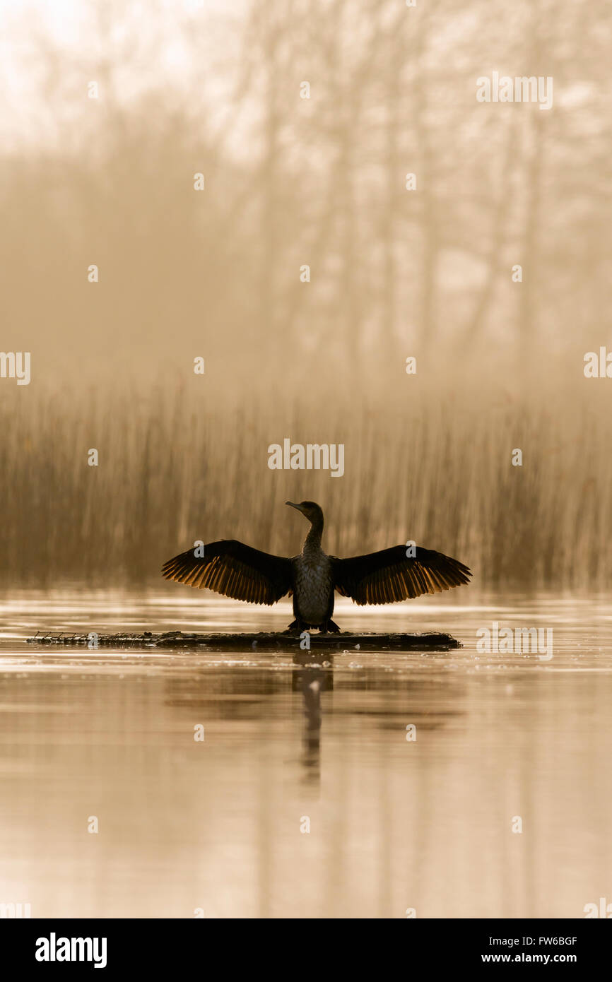 Cormorant drying its wings in the warm morning sun Stock Photo