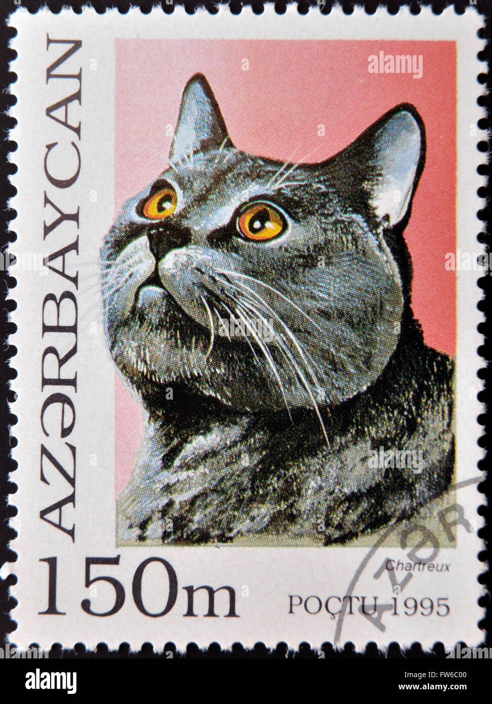 AZERBAIJAN - CIRCA 1995: A stamp printed in Azerbaijan shows cat, Chartreux, circa 1995 Stock Photo