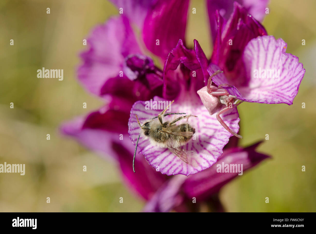 Crab spider, Thomisus onustus, next to prey Solitary bee, on Pink Butterfly Orchid, Anacamptis papilionacea, Andalusia, Spain. Stock Photo