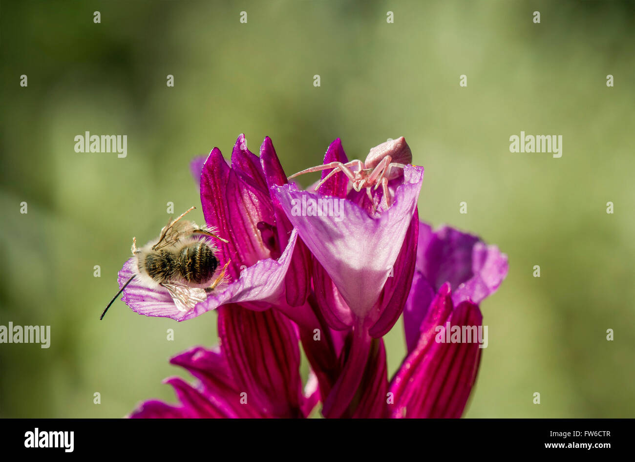 Crab spider, Thomisus onustus, next to prey Solitary bee, on Pink Butterfly Orchid, Anacamptis papilionacea, Andalusia, Spain. Stock Photo