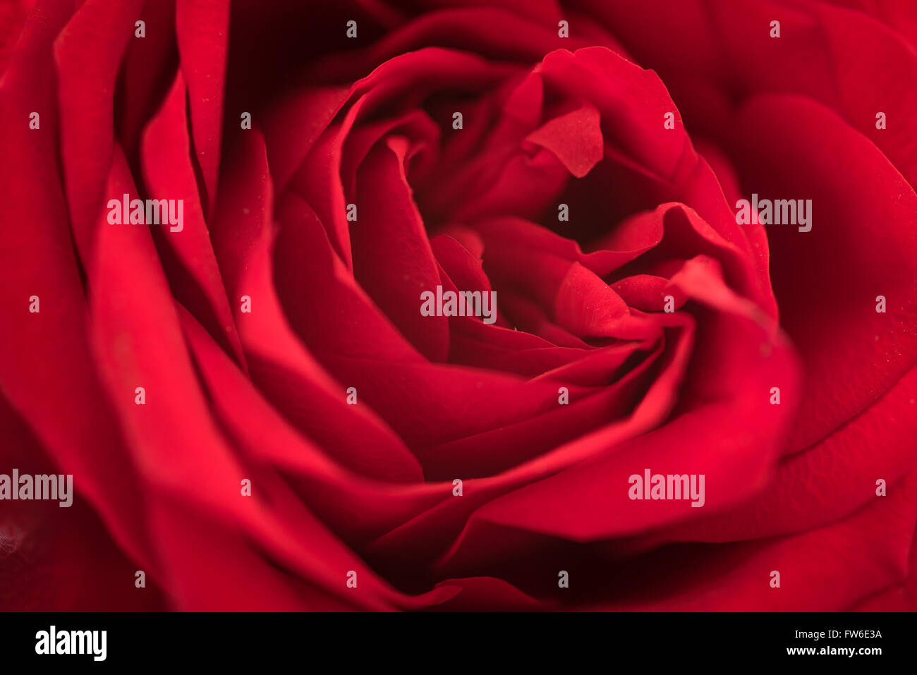 Close up macro of a red rose Stock Photo - Alamy