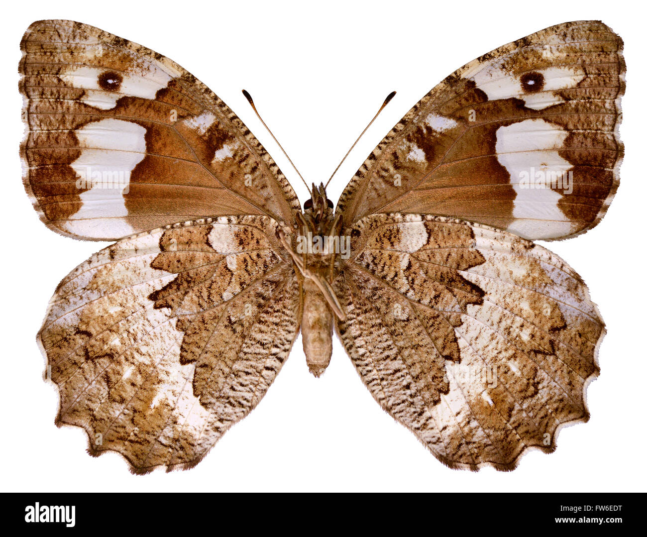 Great Banded Grayling (Brintesia circe) seen from below isolated on white background Stock Photo