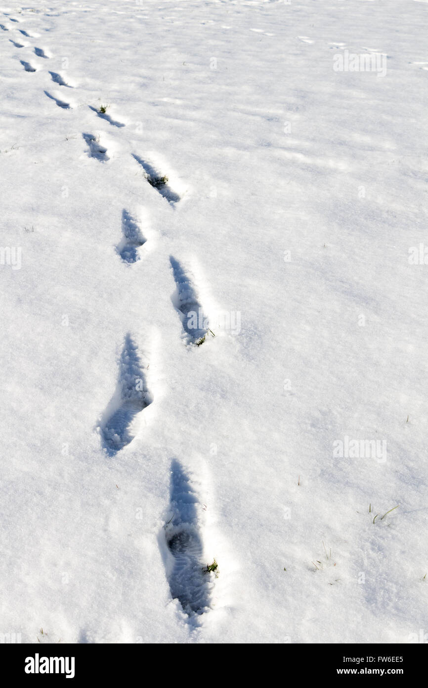 Footsteps on the snow. Stock Photo
