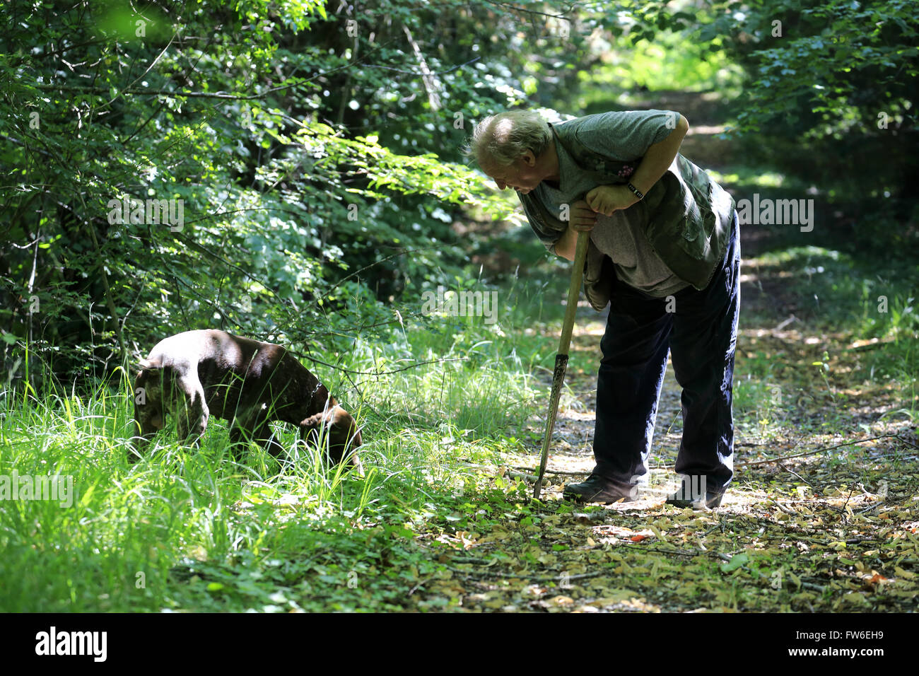A truffle hunter with his dog looking for truffle in woods, Gubbio