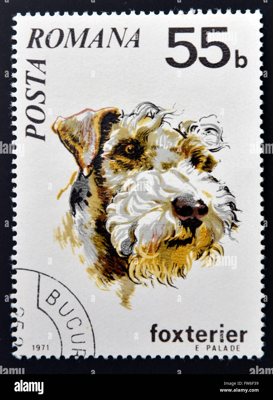 ROMANIA - CIRCA 1971: a stamp printed in Romania shows foxterrier, circa 1971 Stock Photo