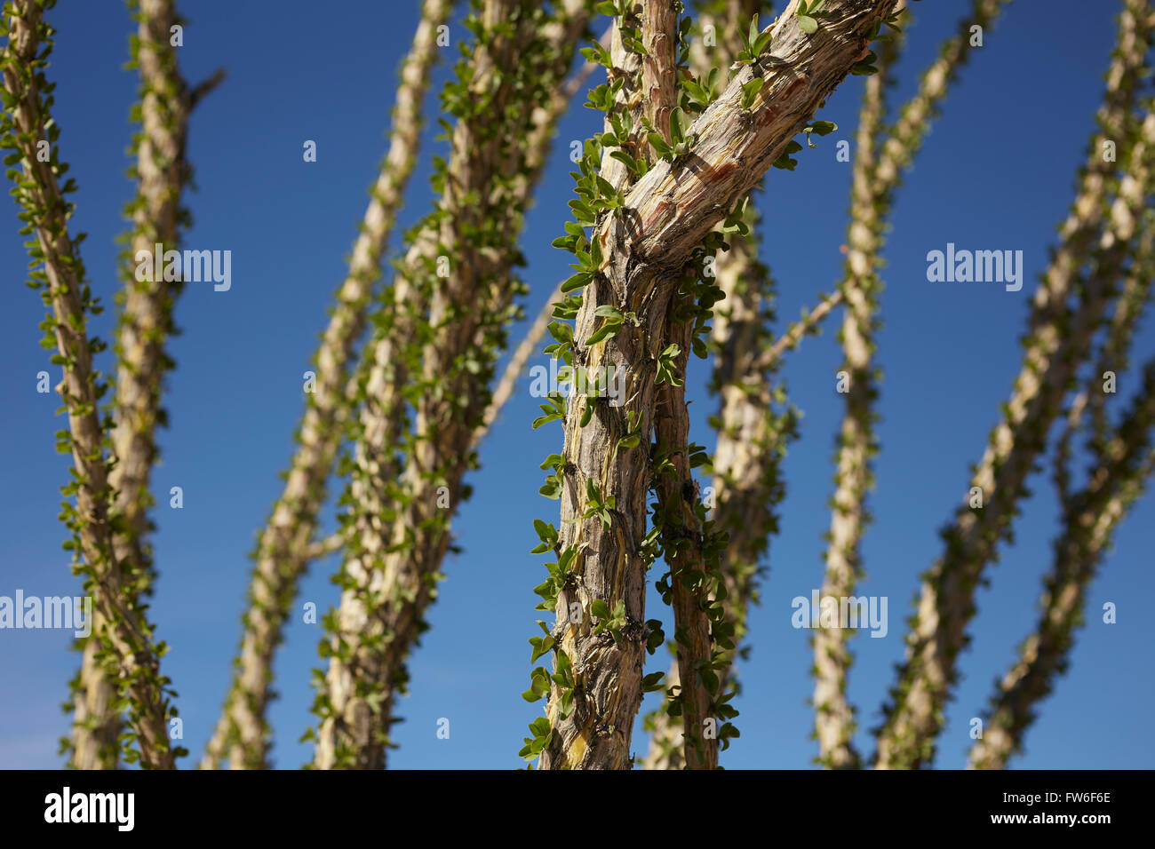 Ocotillo Cactus, Fouquieria splendens, at Joshua Tree National Park