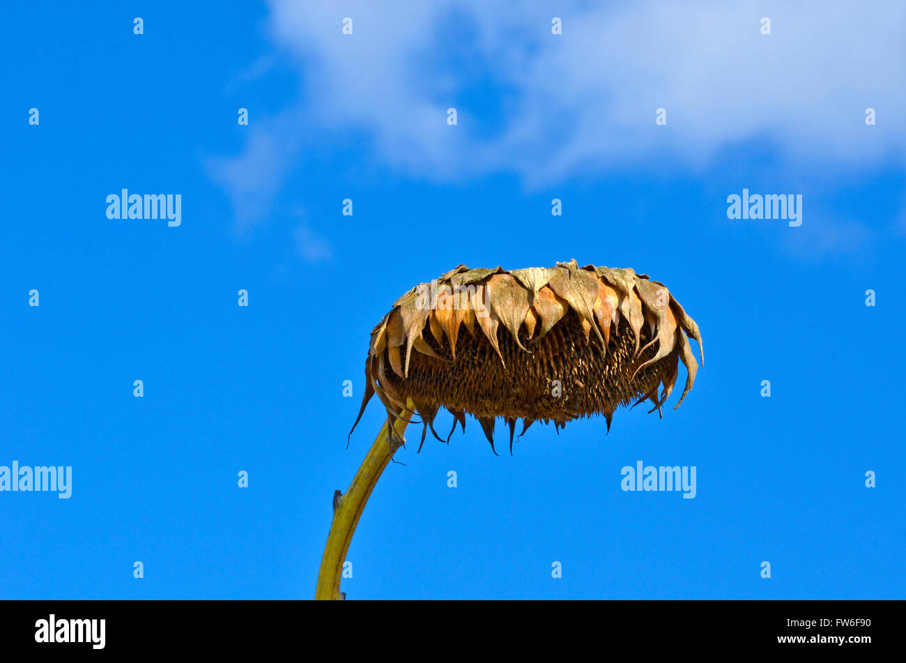 desolate dry sunflower Stock Photo