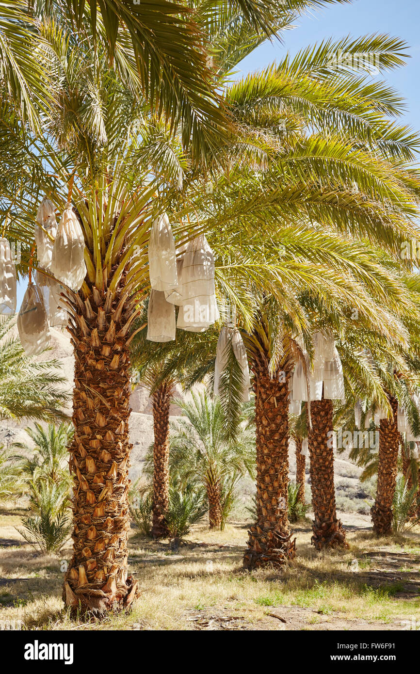 Date cultivation at the China Ranch Date Farm, Tecopa, California, USA Stock Photo