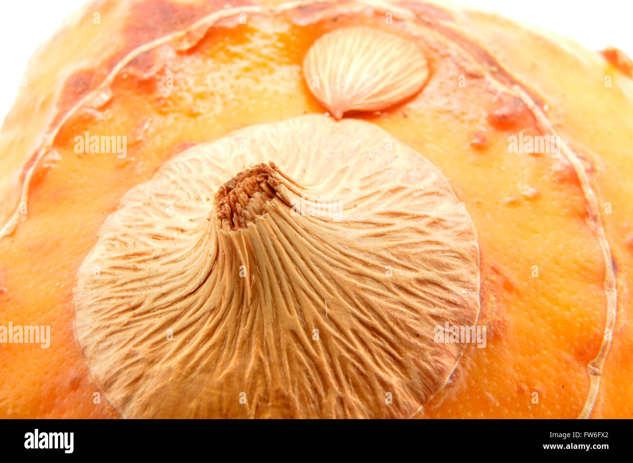 exotic plant seed, Madeira Island Stock Photo Alamy