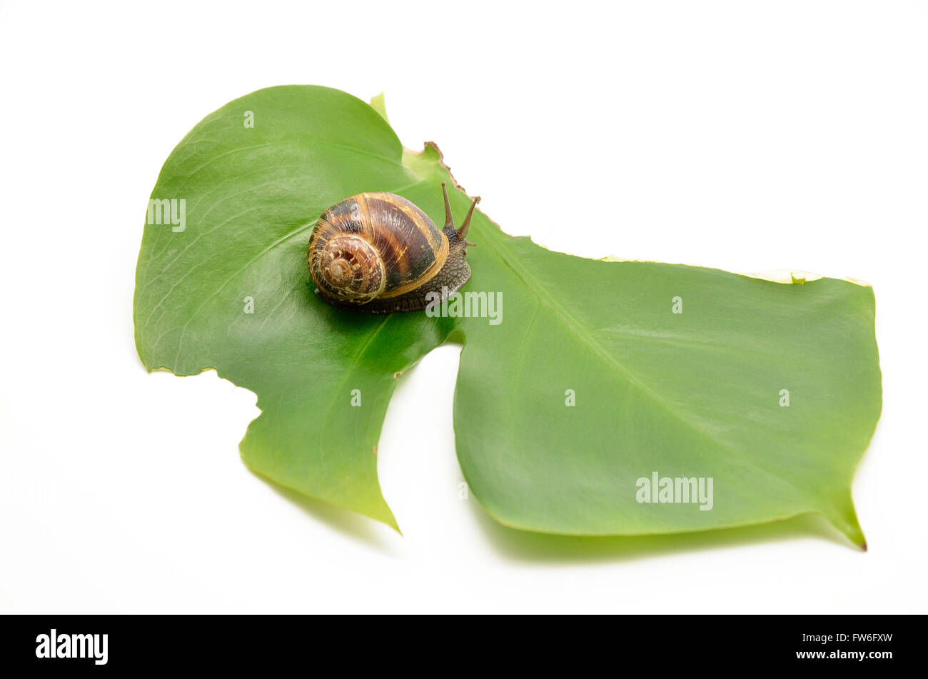 snail on green leaf Stock Photo