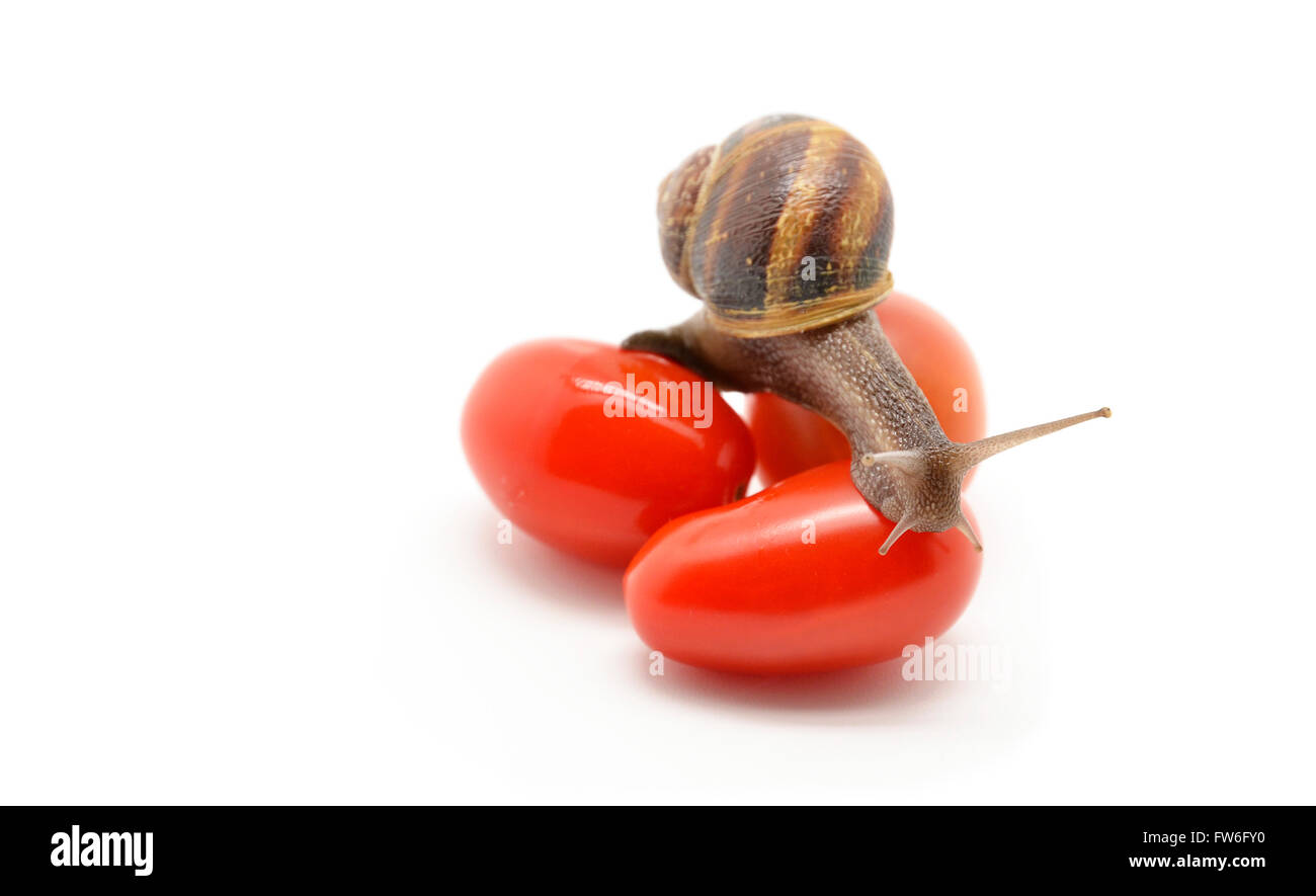 snail on cherry tomatoes Stock Photo