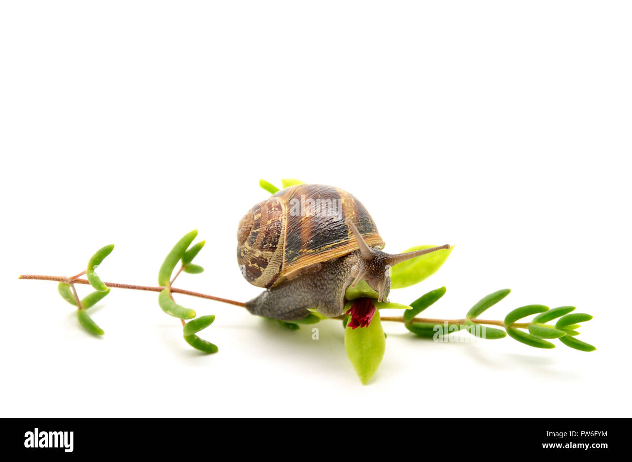snail on green twig and flower Stock Photo