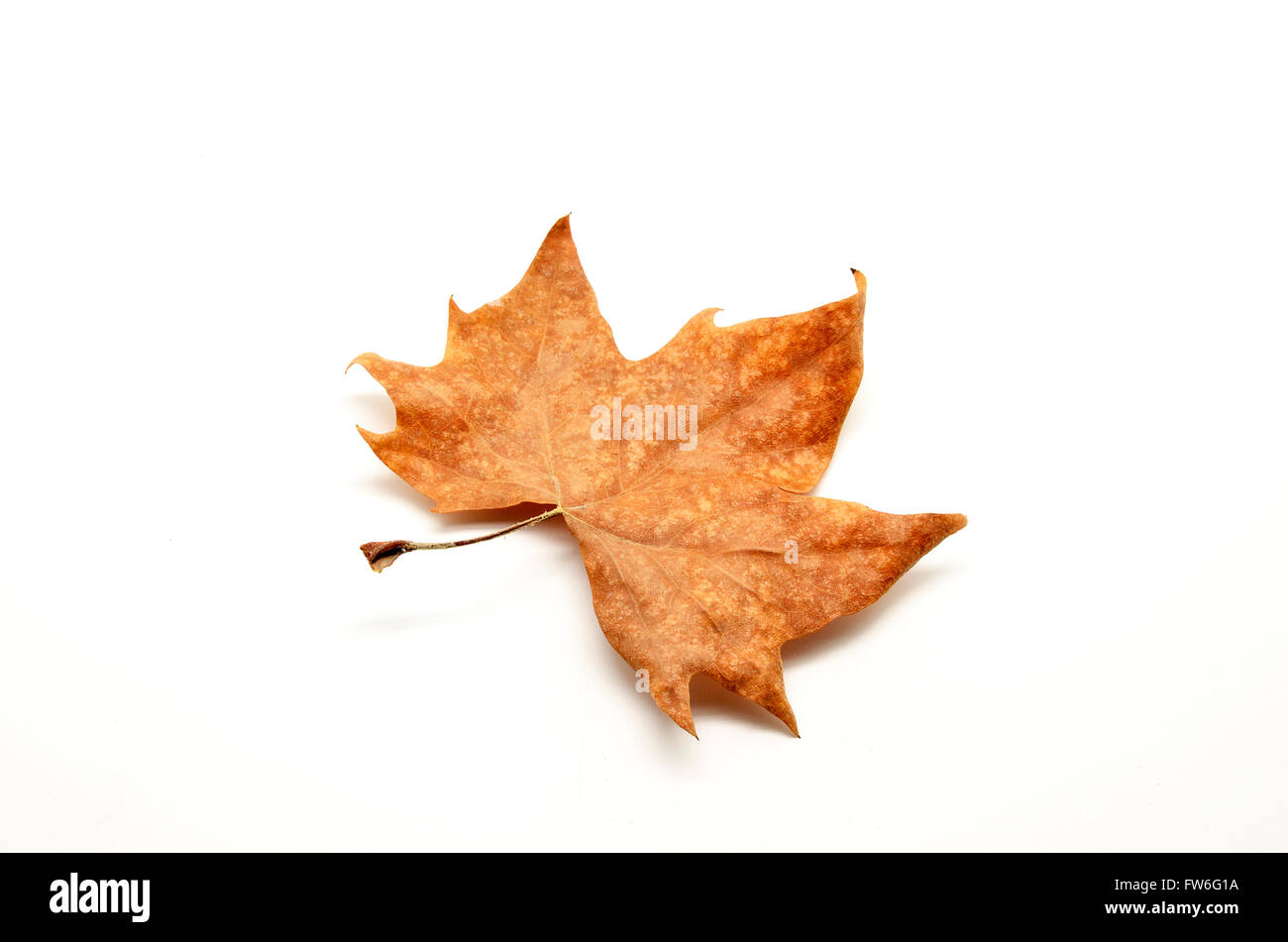 Dry leaf isolated Stock Photo - Alamy