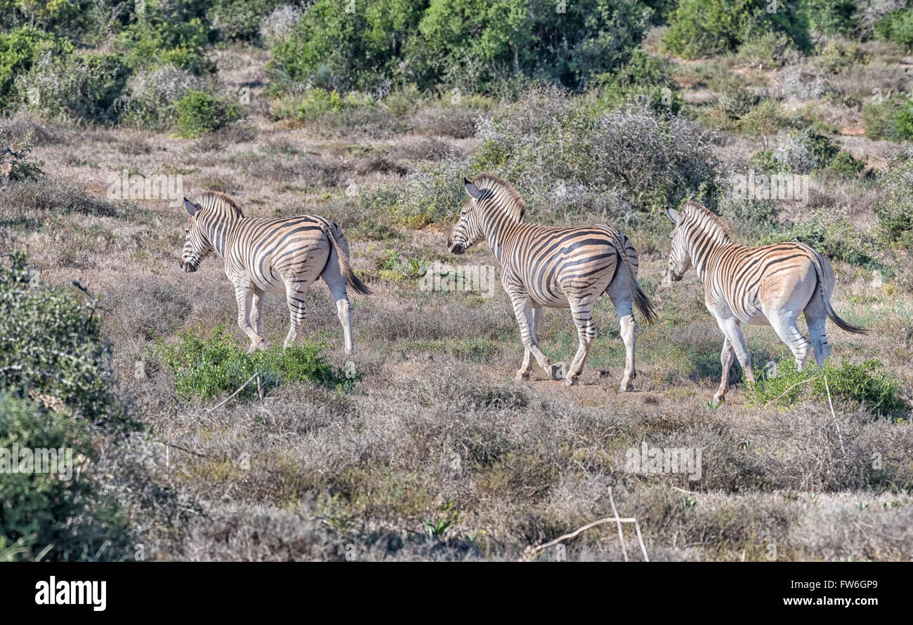 Three Burchells zebras, Equus quagga burchellii, walking between shrubs ...