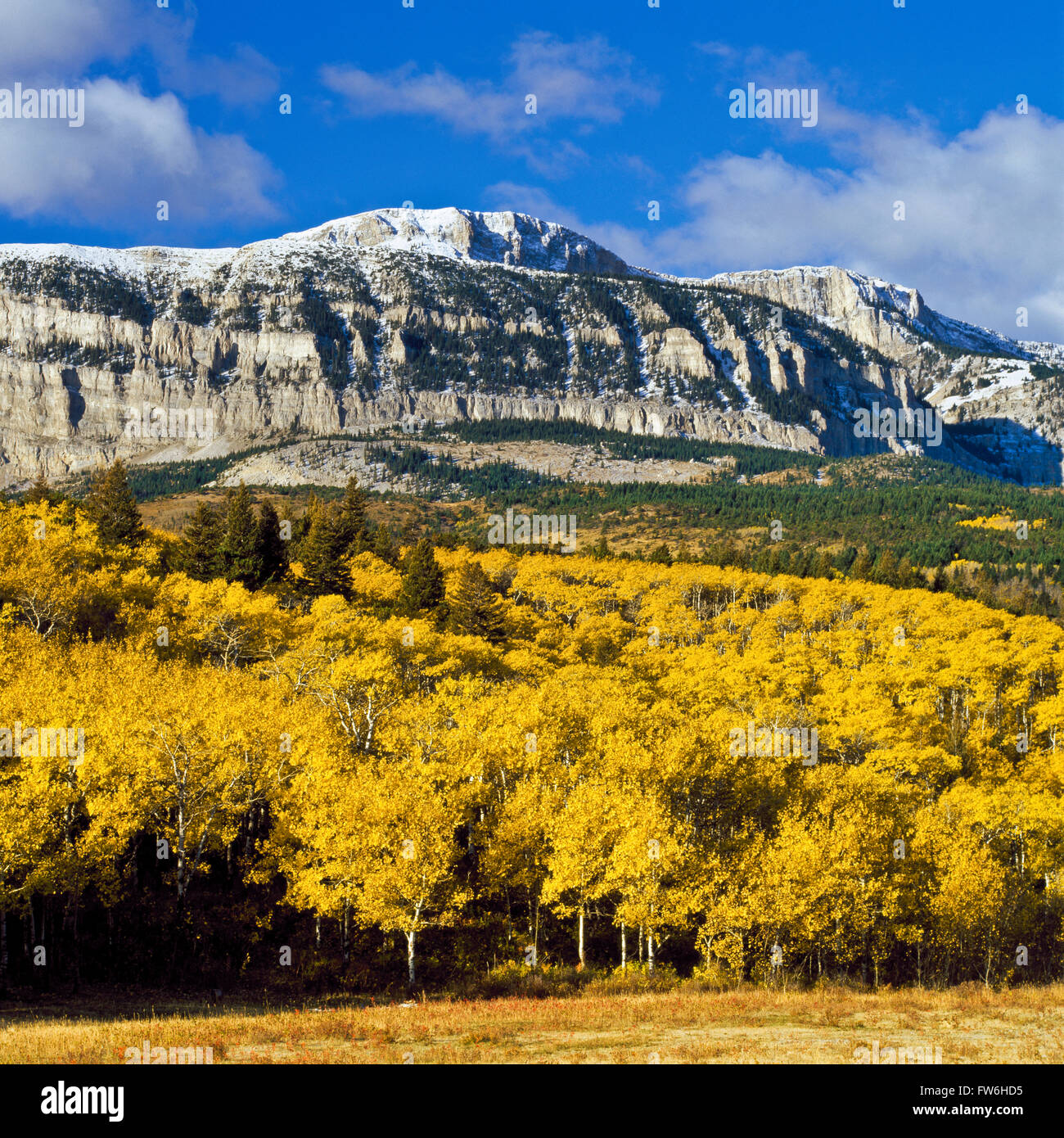 fall colors below walling reef along the rocky mountain front near