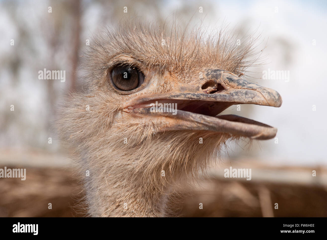 Close up of the face and beak of a Somali ostrich at the Shaumari Wildlife Reserve near Azraq, Jordan, Middle East. Stock Photo