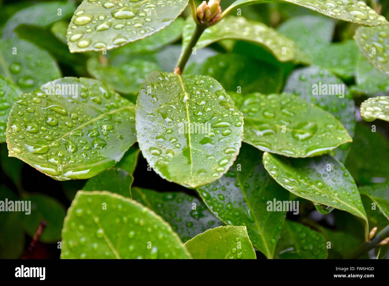 Water beads hires stock photography and images Alamy