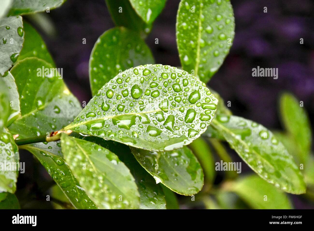 Green plant leaves with water beads Stock Photo Alamy