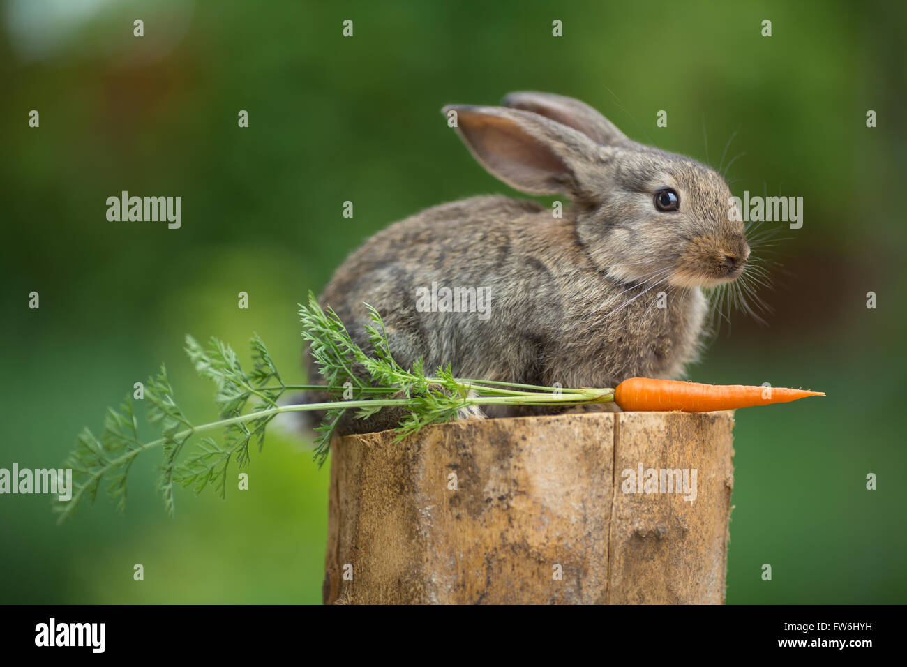 Rabbit. Beautiful animal of wild nature Stock Photo - Alamy