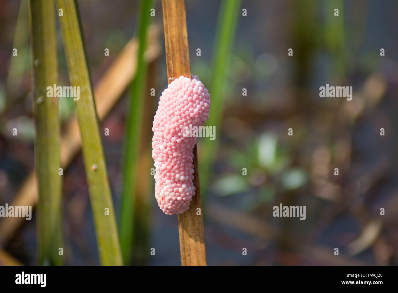 Golden apple snail eggs Stock Photo Alamy