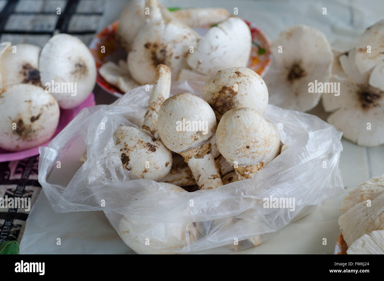 wild mushroom sell in market thailand. Stock Photo