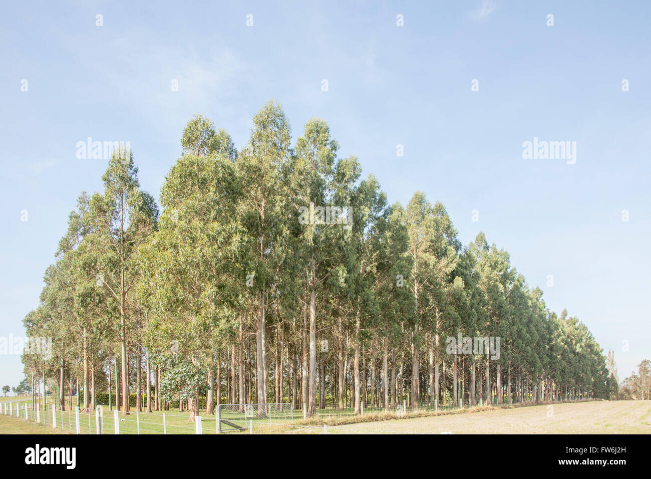Eucalyptus Nitens woodlot plantation,Canterbury,South Island,New Zealand,Oceania Stock Photo