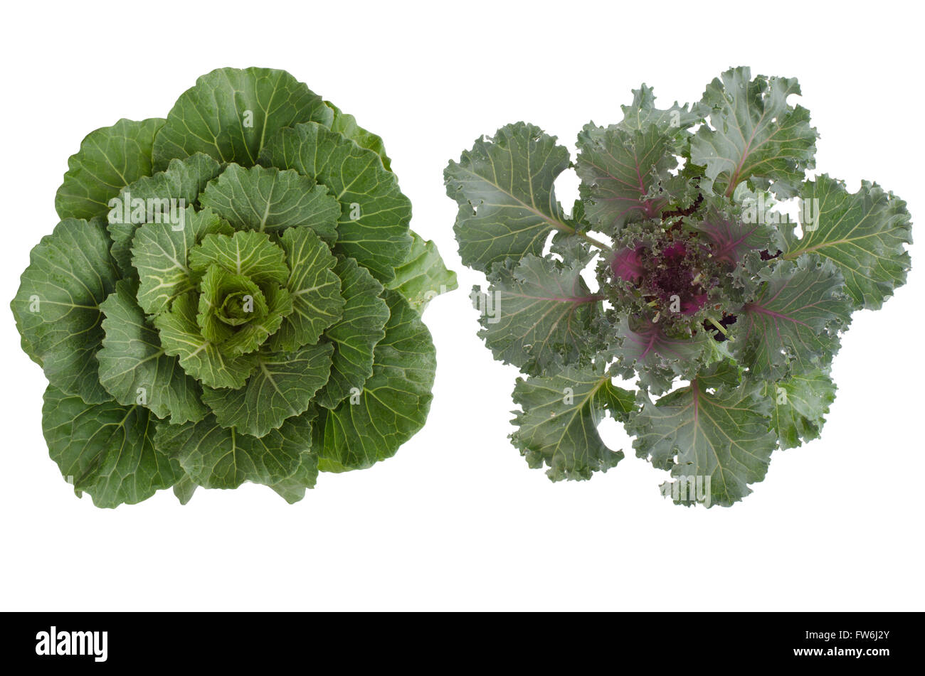 Longlived Cabbag (Brassica hybrid cv. Pule)  isolated on white background Stock Photo