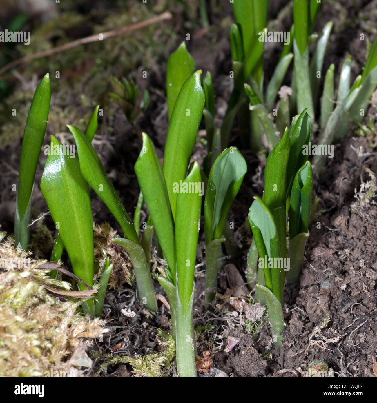 Baerlauch; Allium; ursinum Stock Photo