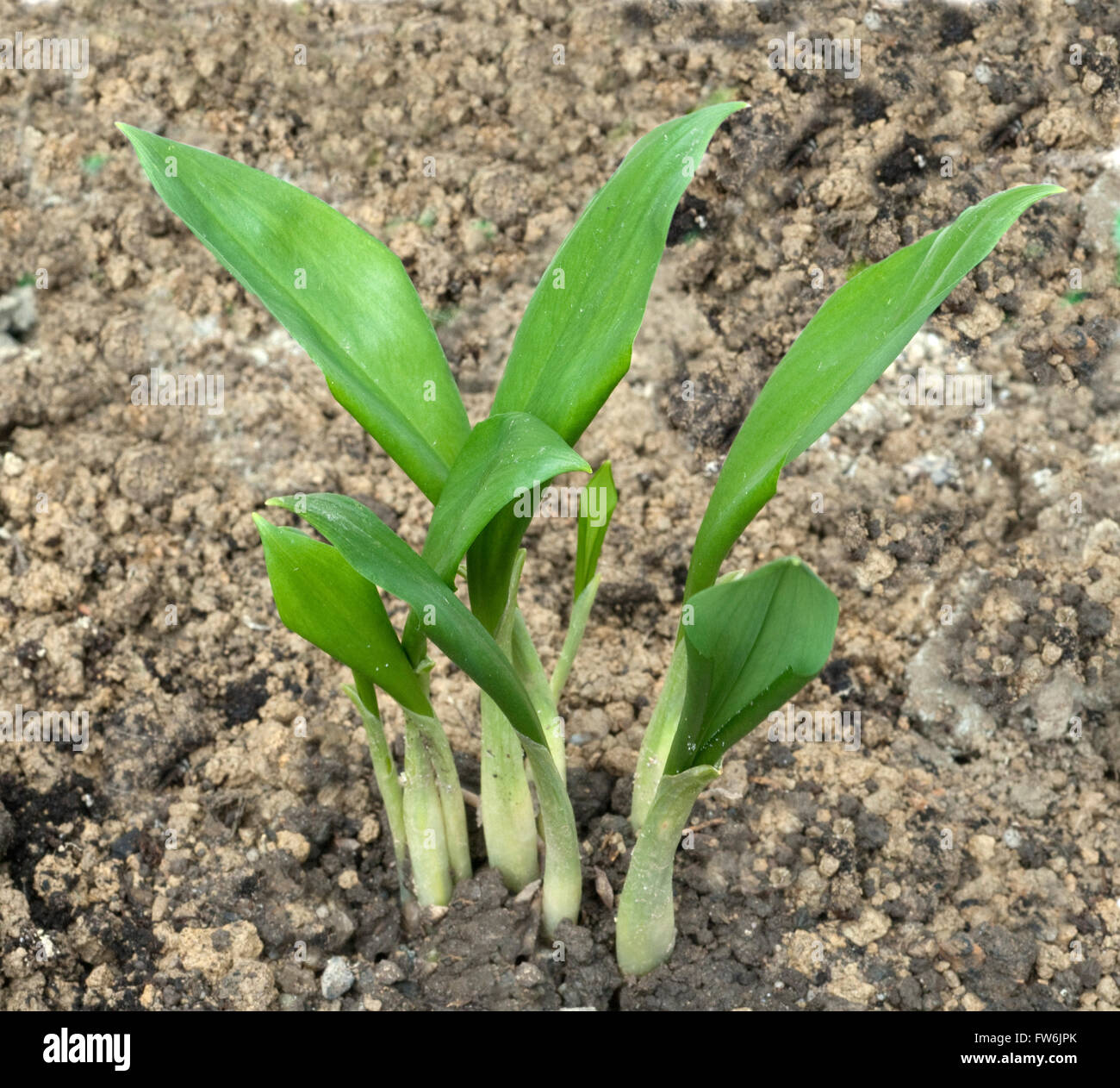 Baerlauch; Allium; ursinum Stock Photo